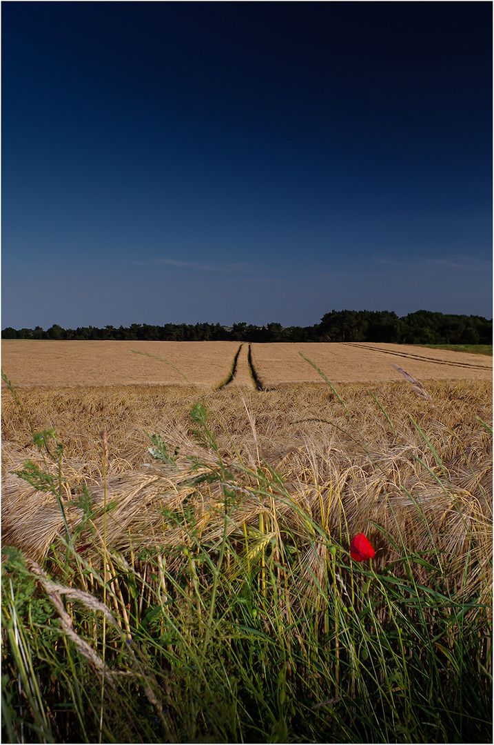 Grüße von Rügen