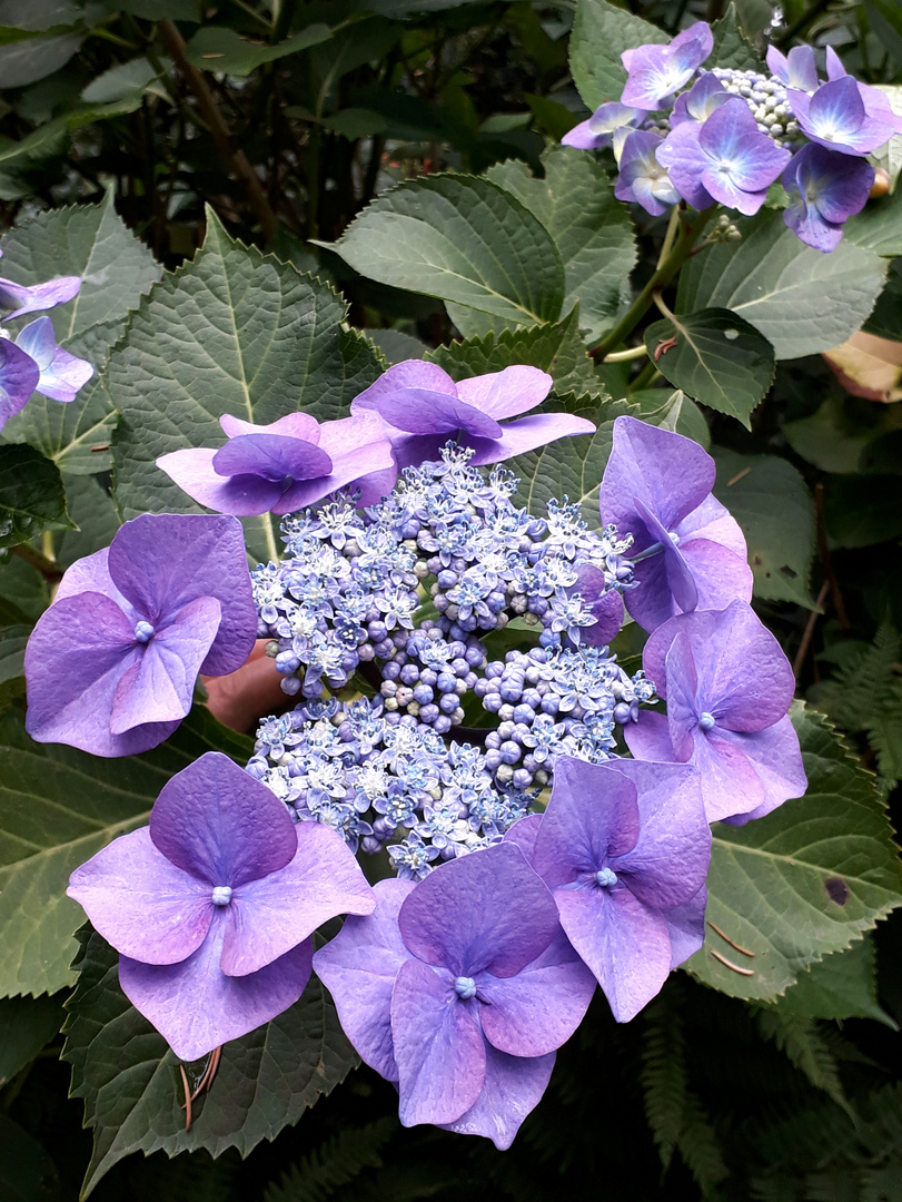 Grüße zum Blue Monday