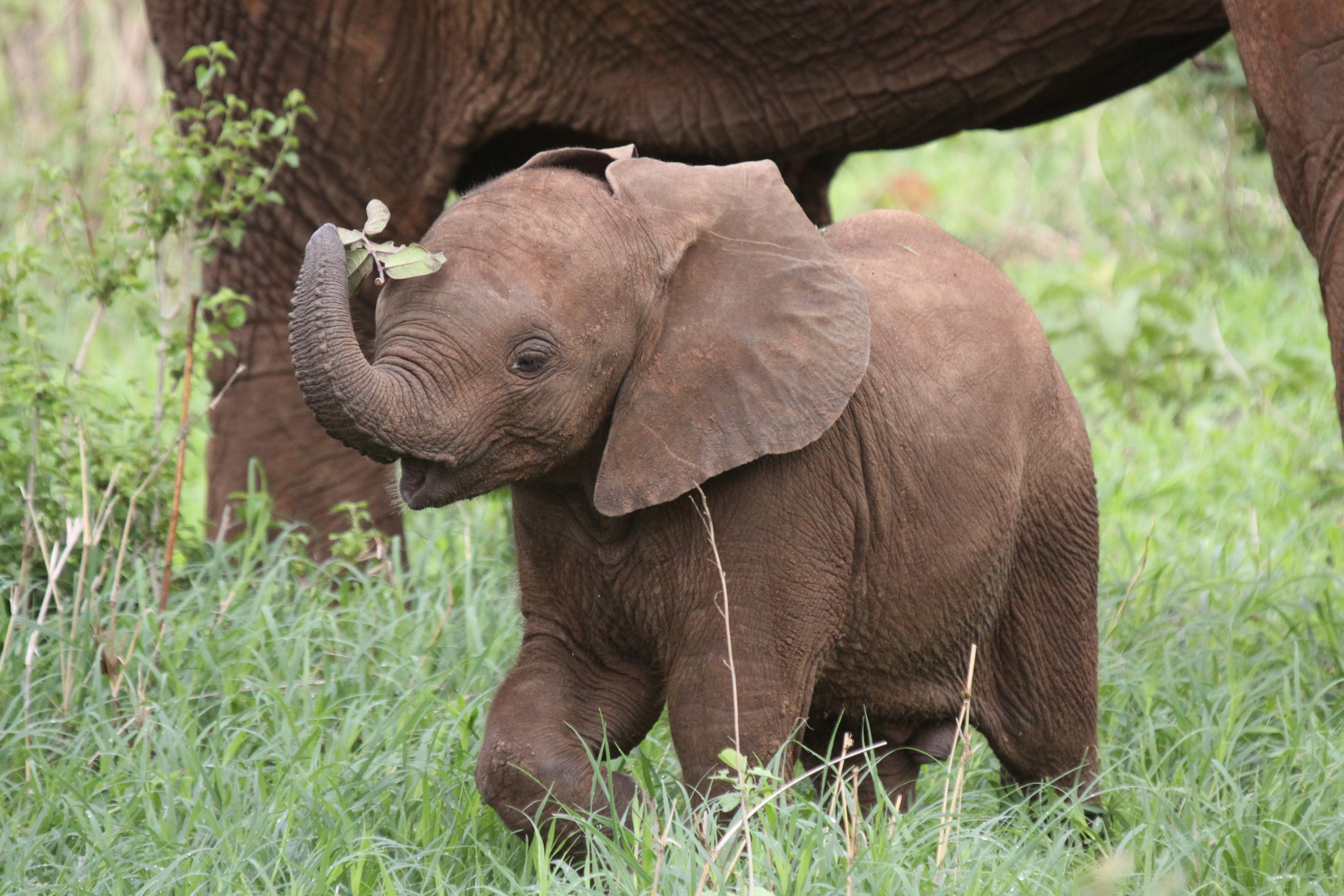 Grüße zum World Elephant Day