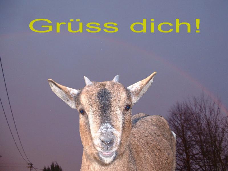 Grüssende Ziege