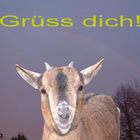 Grüssende Ziege