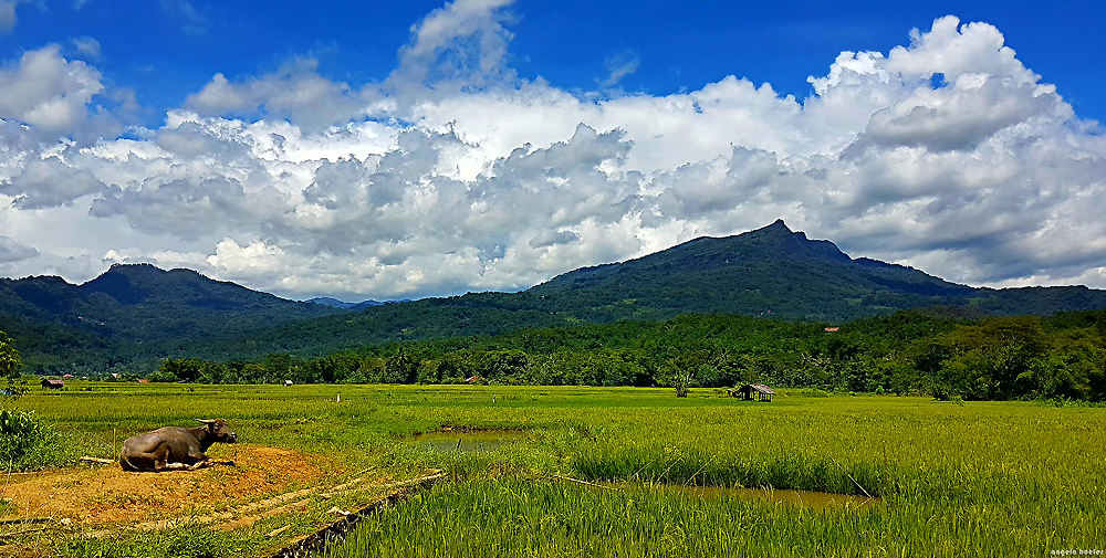 Grüßle aus Sulawesi