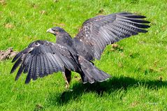 Gruga Essen - Adler beim Start