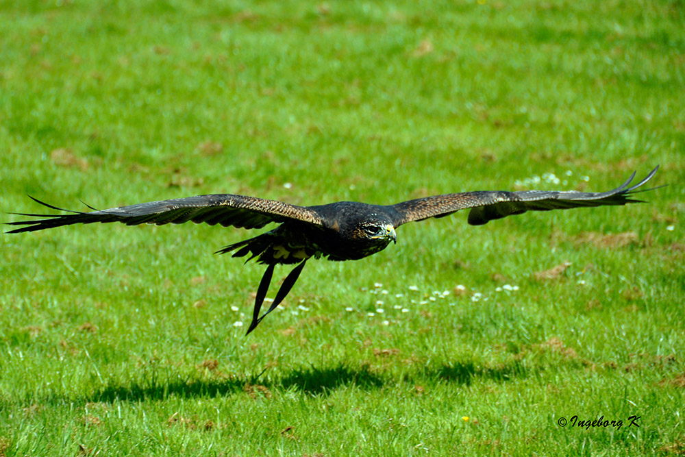 Gruga Essen - Adler im Anflug