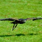 Gruga Essen - Adler im Anflug