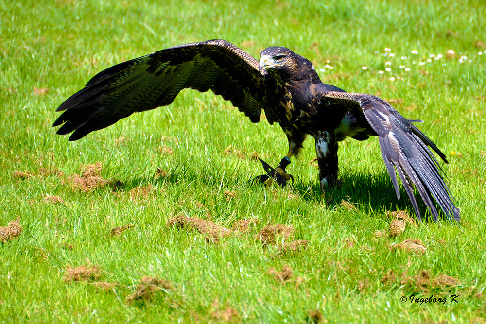 Gruga Essen - Adler nach der Landung