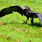 Gruga Essen - Adler nach der Landung