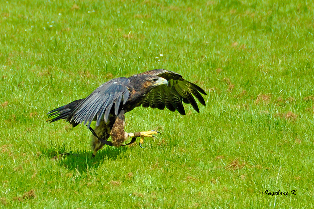 Gruga Essen - Adler zu Fuss - hatte keine Lust zu fliegen