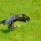 Gruga Essen - Adler zu Fuss - hatte keine Lust zu fliegen