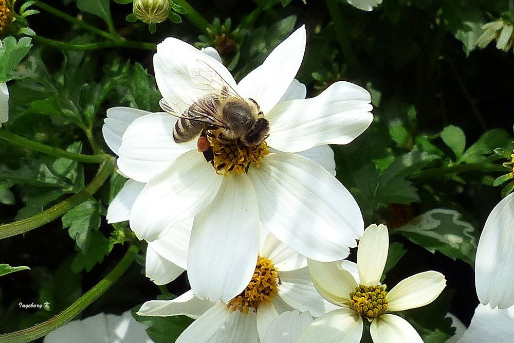 Gruga Essen - Biene auf der Blütensäule