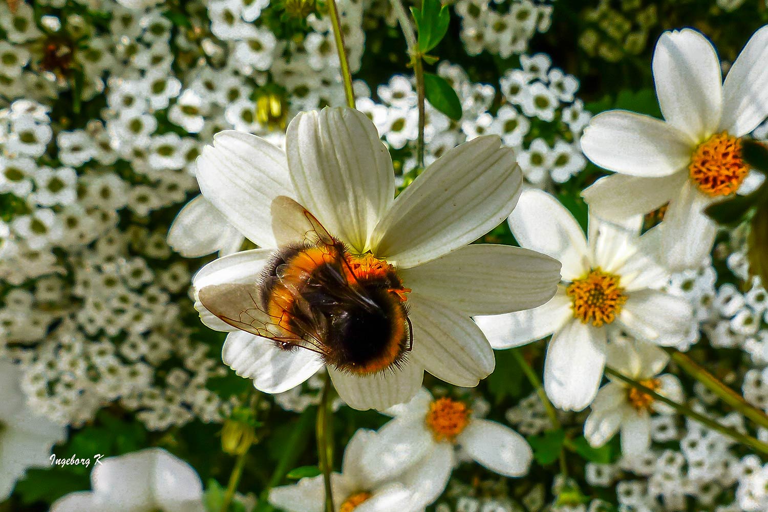 Gruga Essen - Hummel auf der Blütensäule