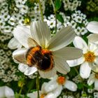 Gruga Essen - Hummel auf der Blütensäule