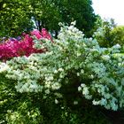 Gruga - Essen - Rhododendrontal