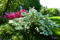 Gruga - Essen - Rhododendrontal
