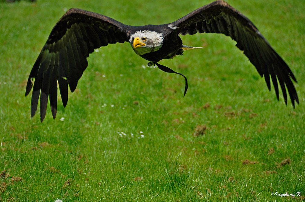 Gruga Essen - Weißkopfseeadler beim Start