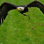 Gruga Essen - Weißkopfseeadler beim Start