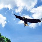 Gruga Essen - Weißkopfseeadler hoch in den Lüften