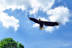 Gruga Essen - Weißkopfseeadler hoch in den Lüften