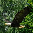 Gruga Essen - Weißkopfseeadler im Flug