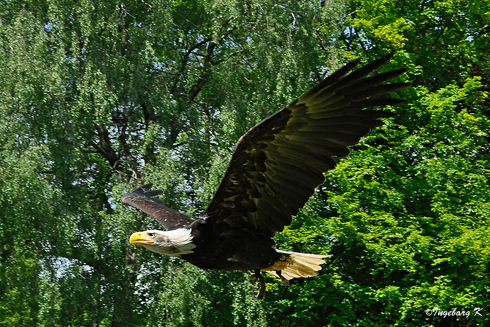 Gruga Essen - Weißkopfseeadler im Flug