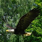 Gruga Essen - Weißkopfseeadler im Flug