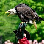 Gruga Essen - wütender Weißkopfseeadler