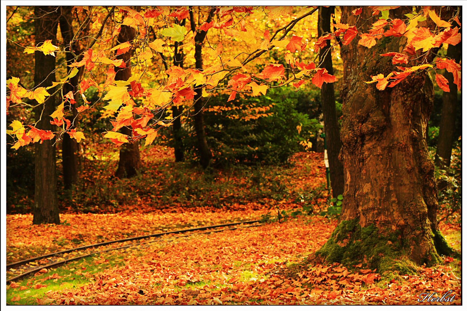 Gruga im Herbst