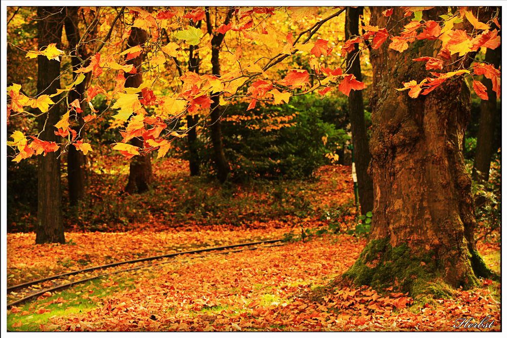 Gruga im Herbst von Marcel Sagert 