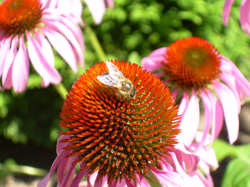 Grugapark Essen, Blüte mit Biene