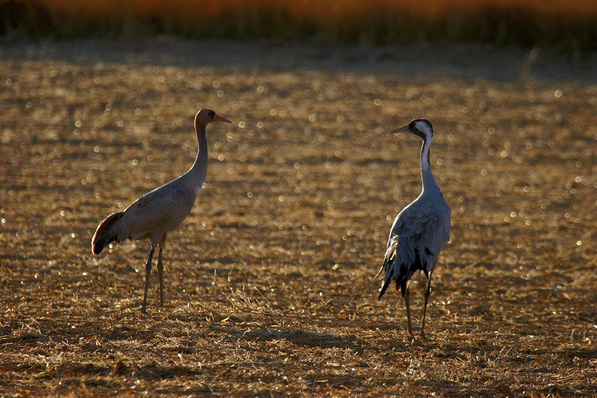 Grulla común