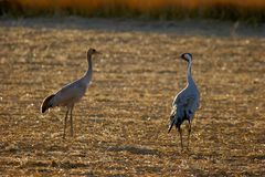 Grulla común