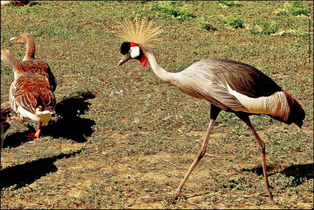 Grulla Coronada