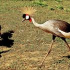 Grulla Coronada