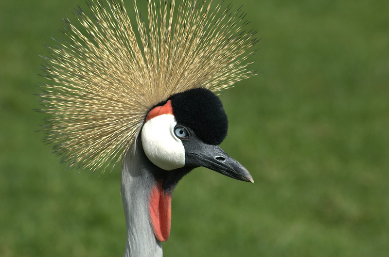 GRULLA CORONADA