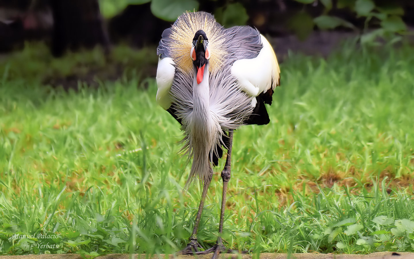 GRULLA CORONADA -Balearica regulorum