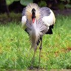 GRULLA CORONADA -Balearica regulorum