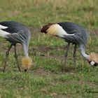 grulla coronada ( balearica regulorum )