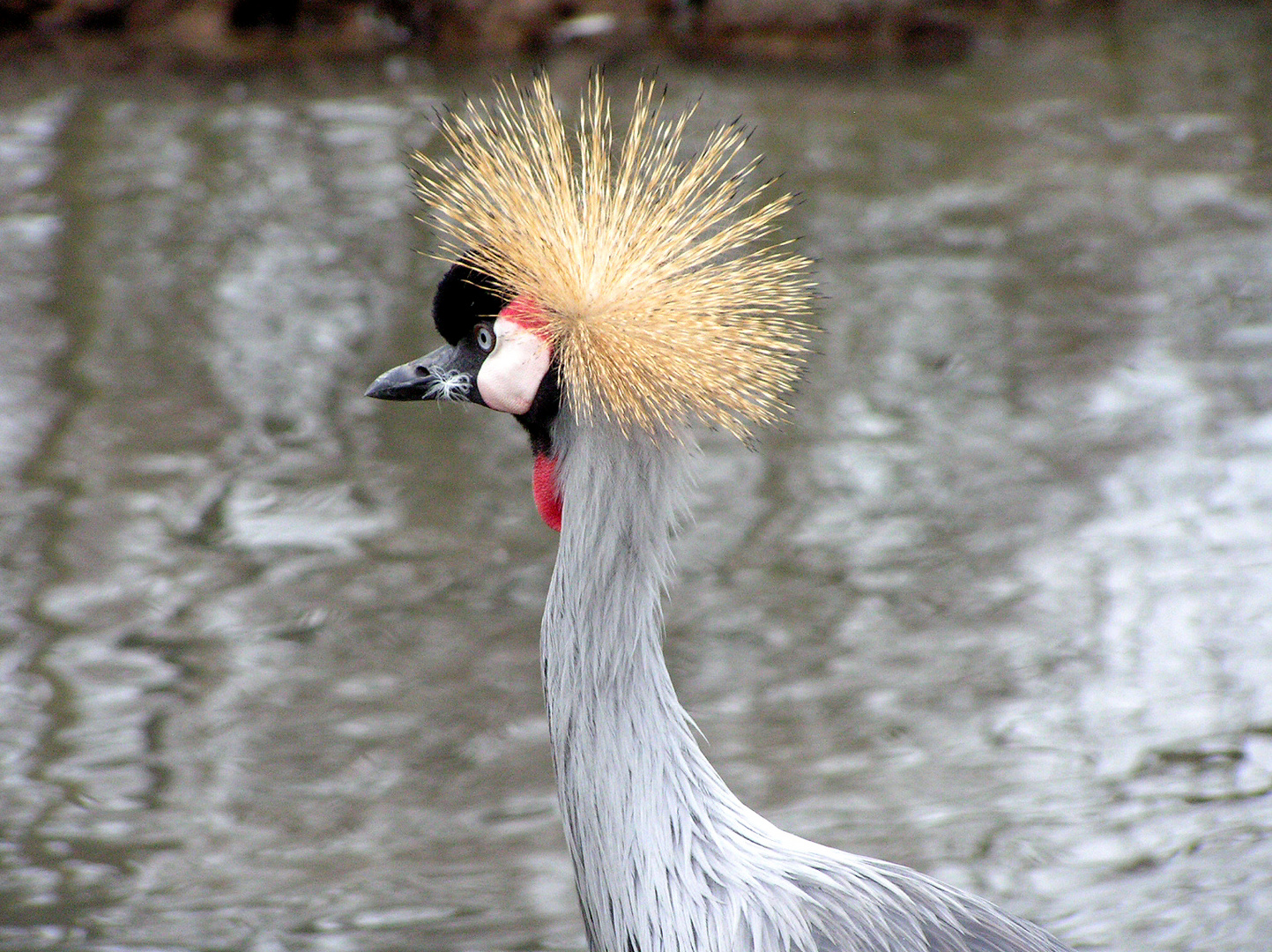 Grulla coronada en Spay, cerca de Le Mans (Francia)