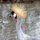 Grulla coronada en Spay, cerca de Le Mans (Francia)