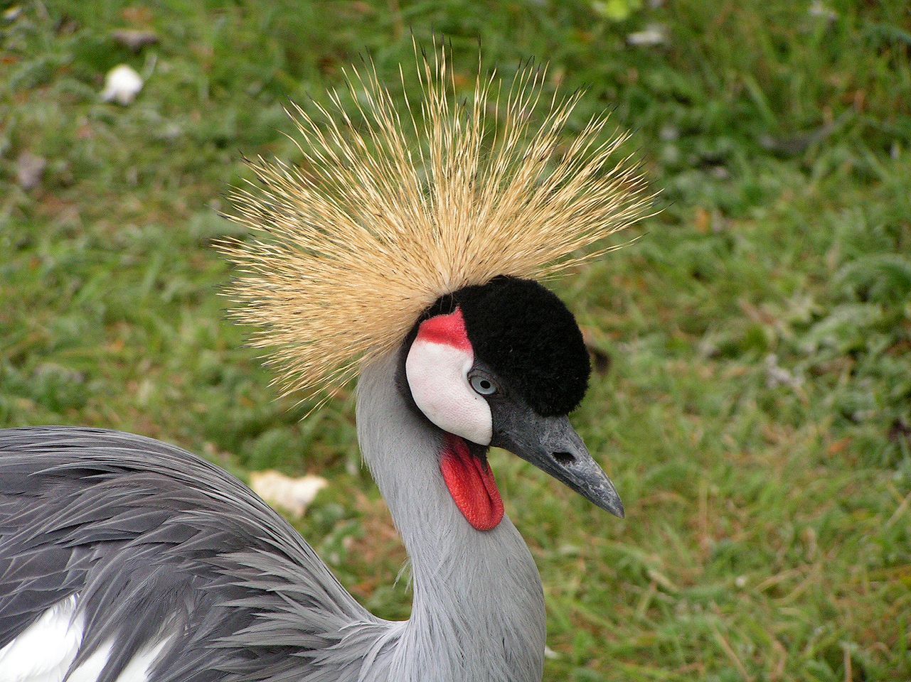 Grulla coronada en un zoológico cerca de Le Mans (Francia)