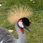 Grulla coronada en un zoológico cerca de Le Mans (Francia)