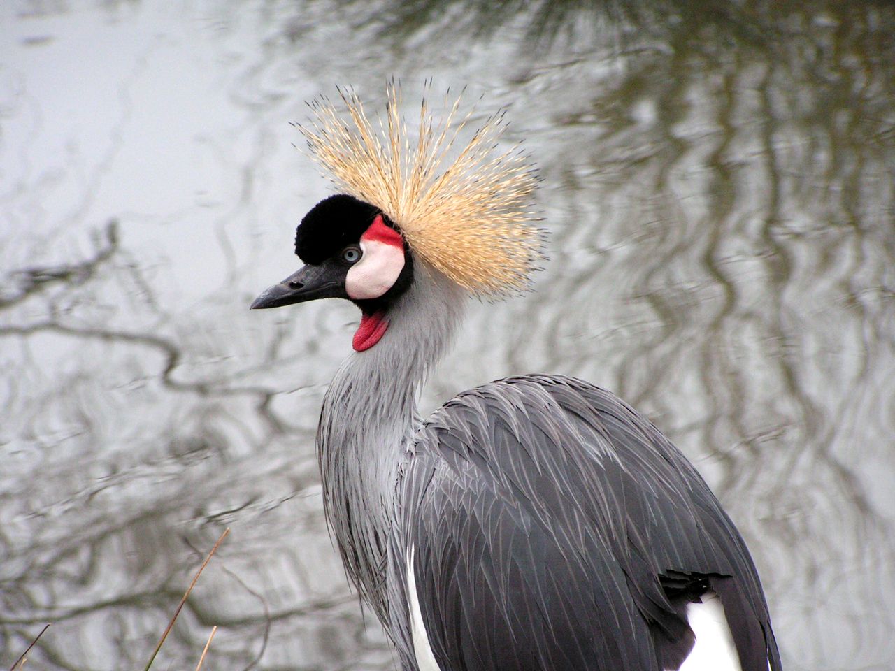 Grulla coronada en una pequeña pero muy interesante reserva de aves cerca de Le Mans (Francia)