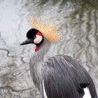 Grulla coronada en una pequeña pero muy interesante reserva de aves cerca de Le Mans (Francia)