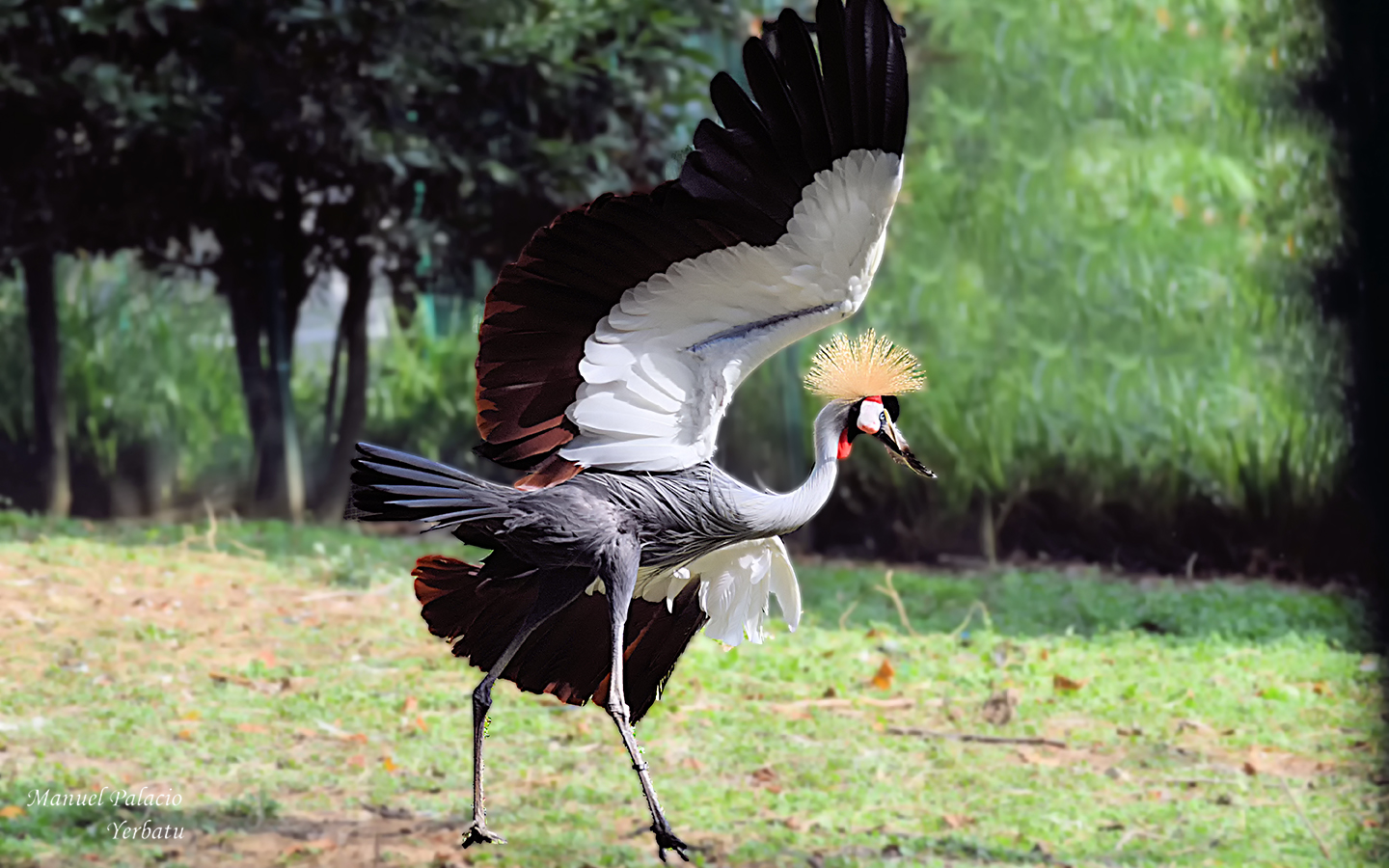 GRULLA CORONADA - )