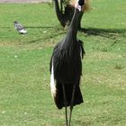 Grulla real (Balearica regulorum)2