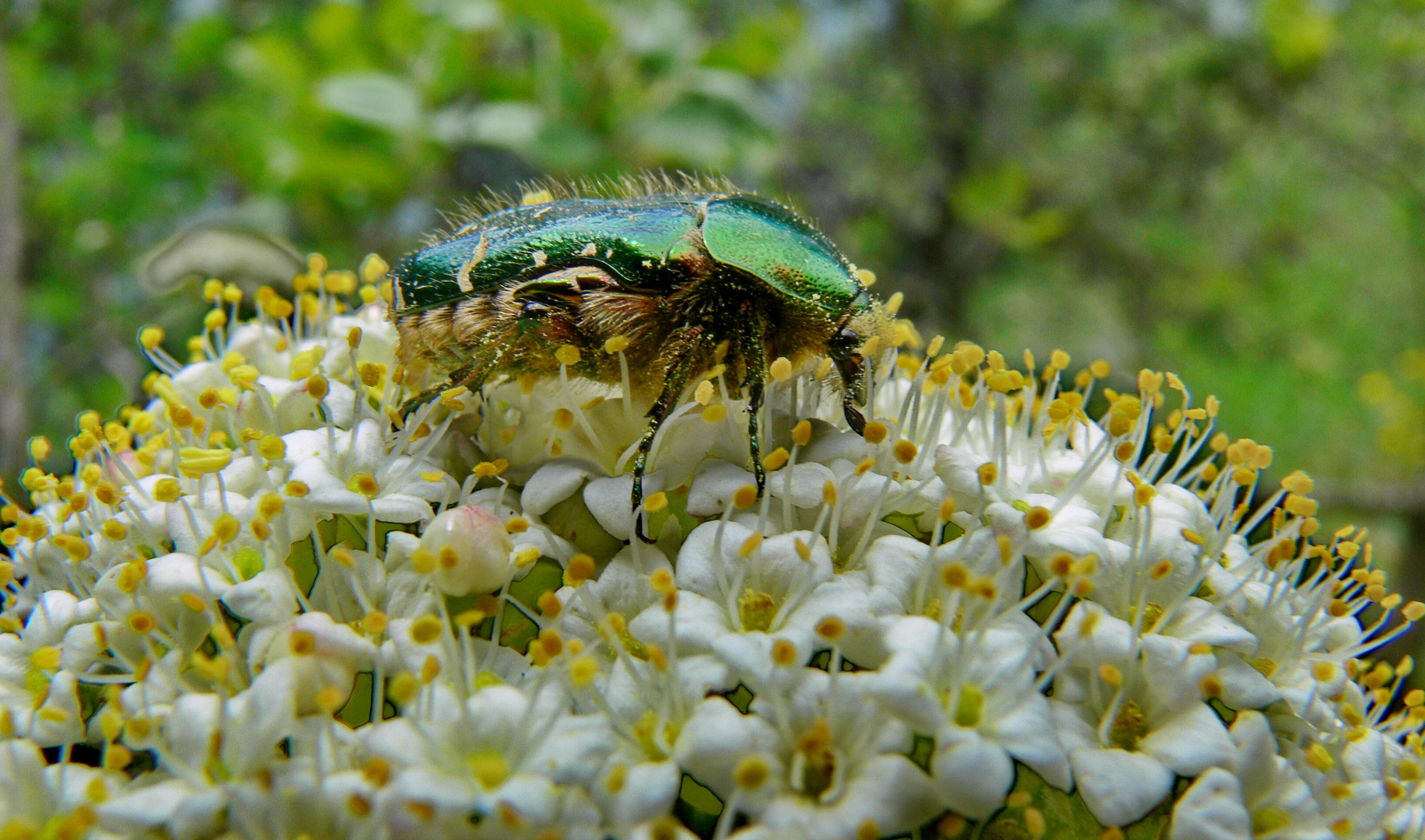 grummel grummel sniff sniff wo soll ich bloss anfangen? Rosenkäfer auf mir unbekannter Blüte