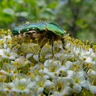 grummel grummel sniff sniff wo soll ich bloss anfangen? Rosenkäfer auf mir unbekannter Blüte