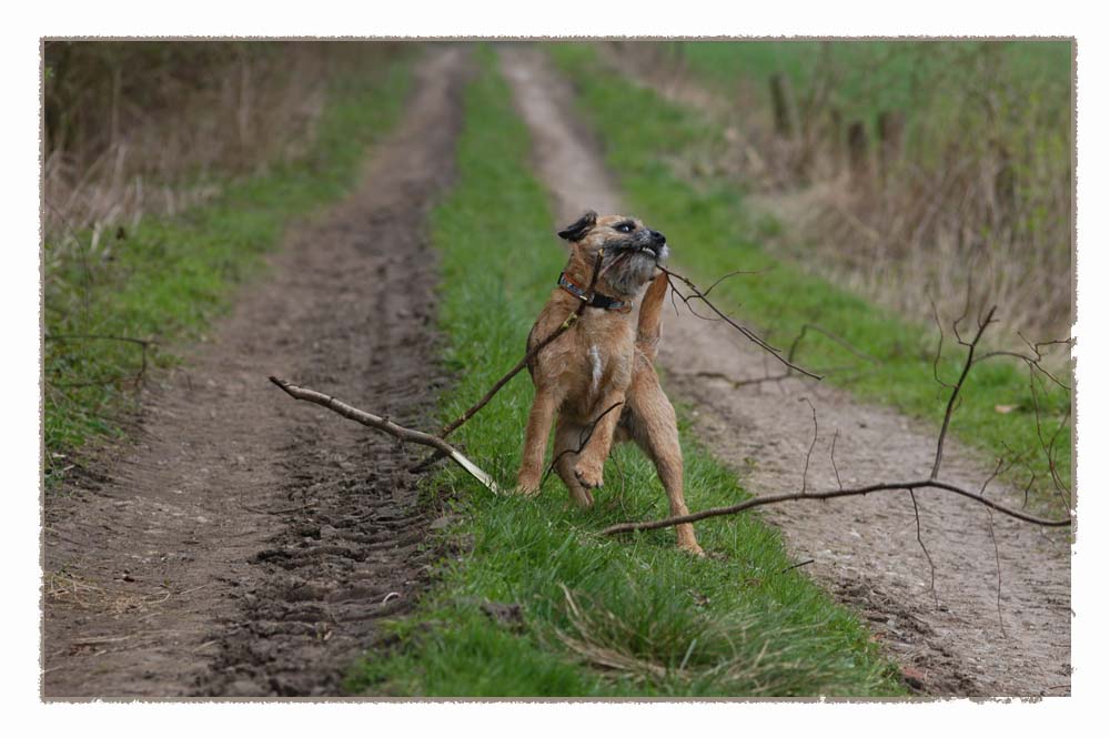 ...grumpff.... Das Holz, das wehrt sich noch.......noch!