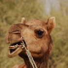 grumpy camel