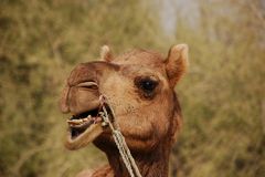 grumpy camel